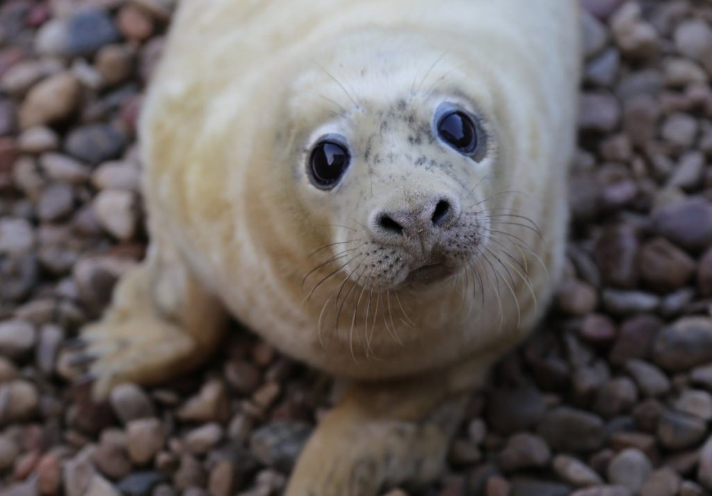 „Oceanografia” | Zdjęcie/Foto: Fokarium Stacji Morskiej Instytutu Oceanografii Uniwersytetu Gdańskiego