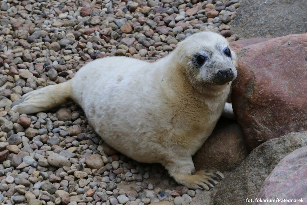 „Okrzemka” | Zdjęcie/Foto: Fokarium Stacji Morskiej Instytutu Oceanografii Uniwersytetu Gdańskiego