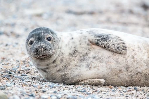 Zdjęcie/Foto: Fokarium Stacji Morskiej Instytutu Oceanografii Uniwersytetu Gdańskiego